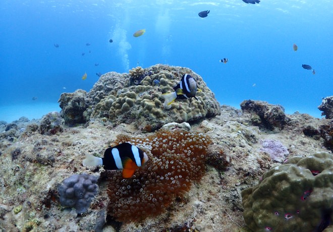 沖縄の海は珊瑚・魚の宝庫