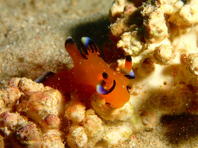 ゴリラチョップでマクロ撮影会【R-MATES Okinawa Diving Club】