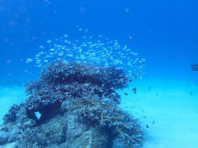 慶良間FUNダイビングで締めくくり！🐠【R-MATES Okinawa Diving Club】