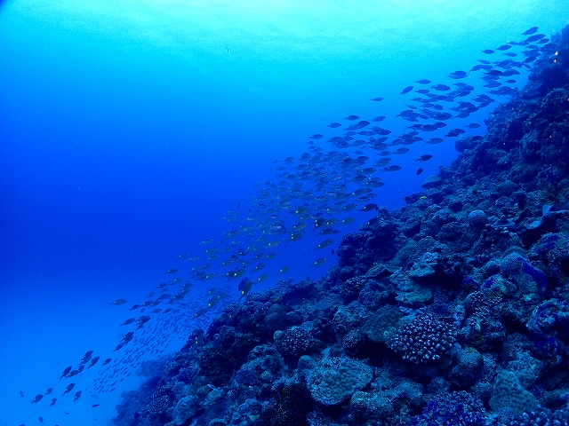 R-MATES 名城沖の魚たち