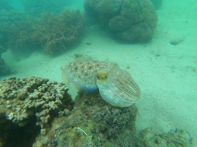 アドバンスドオープンウォーターに挑戦！【R-MATES Okinawa Diving Club】