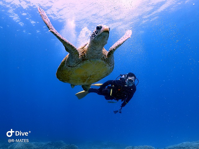 AOWへアップデート！【R-MATES Okinawa Diving Club】