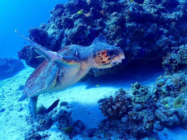 水納島に大集合！【R-MATES Okinawa Diving Club】