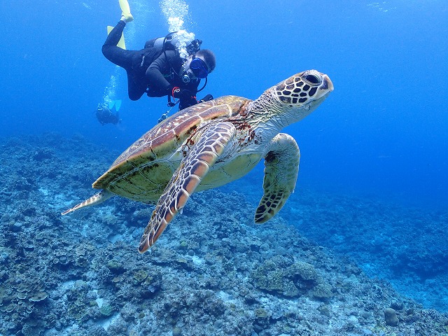 ◆ポイント紹介◆慶良間諸島【R-MATES Okinawa Diving Club】