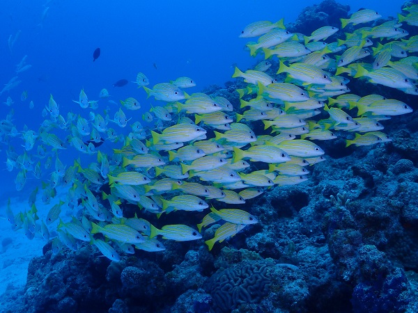 ◆ポイント紹介 ◆沖縄本島編◆『水納島』【R-MATES Okinawa Diving Club】