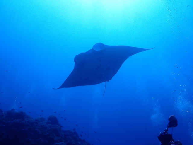 ケラマンタ　ゲットだぜ(^O^)／【R-MATES Okinawa Diving Club】