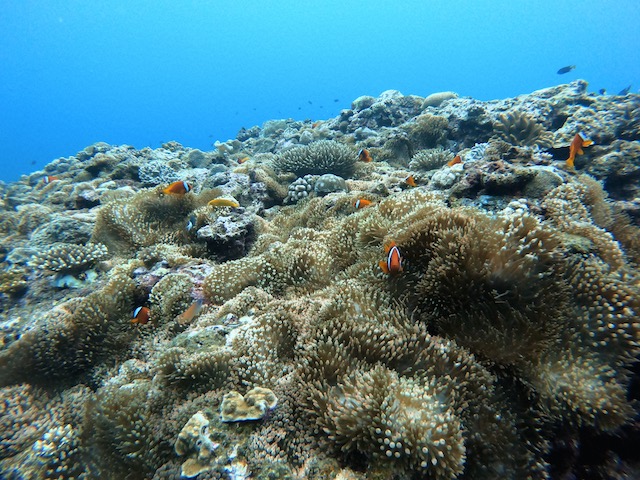 AOW講習！沢山の生き物との出会いにわくわく♪【R-MATES Okinawa Diving Club】